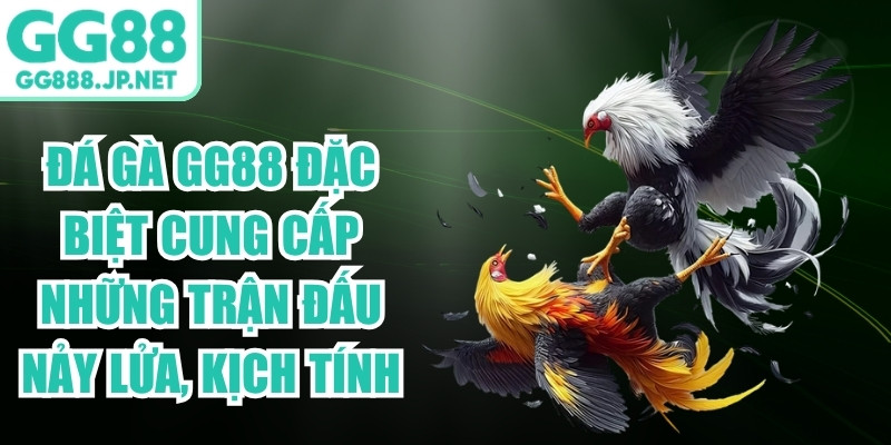 Đ&aacute; g&agrave; GG88 đặc biệt cung cấp những trận đấu nảy lửa, kịch t&iacute;nh
